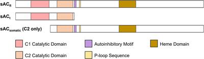 Strategies to safely target widely expressed soluble adenylyl cyclase for contraception